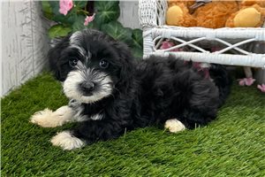Vivienne - Havanese for sale