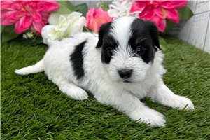 Zeus - puppy for sale