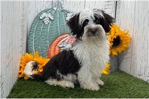 Tina - Havanese for sale