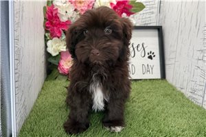 Gerardo - Havanese for sale