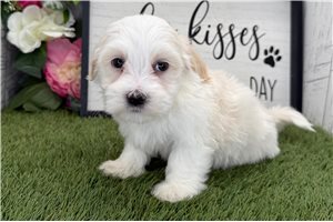 Leonard - Havanese for sale