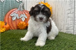 Rissa - Havanese for sale