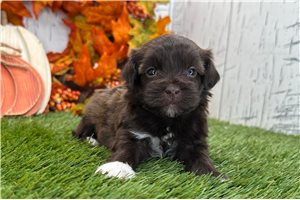 Lancelot - puppy for sale