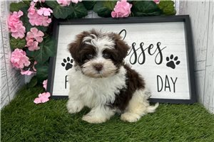 Dallas - Havanese for sale