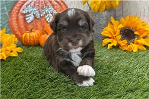 Silas - puppy for sale