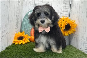 Mack - Havanese for sale