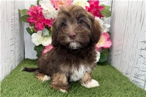 Kyrie - Havanese for sale
