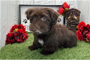 Georgia - Havanese for sale