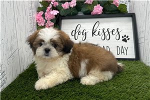Kairo - Havanese for sale