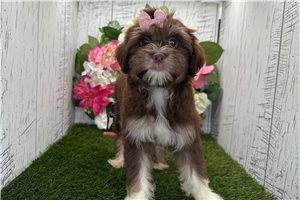 Kimball - Havanese for sale