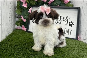 Tosha - Havanese for sale