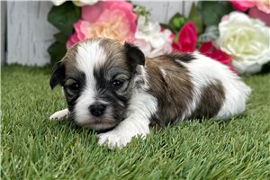 Henna - Havanese for sale