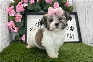 Henna - Havanese for sale