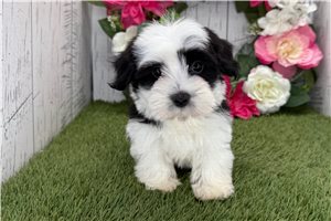 King - Havanese for sale