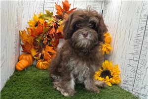 Cedar - Havanese, placed in South Bend / Michiana