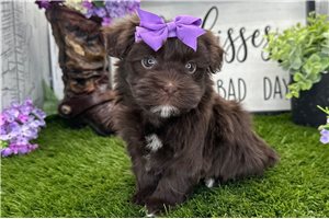 Georgia - Havanese for sale