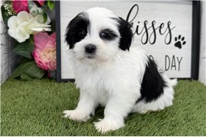 Luke - Havanese for sale