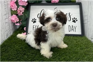 Barbie - puppy for sale
