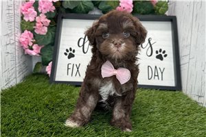 Cedar - puppy for sale