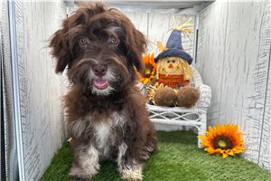 Drake - puppy for sale
