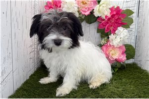 Lucy - Havanese for sale
