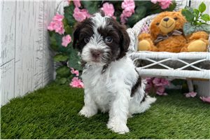 Alea - Havanese for sale