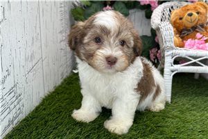 Abraham - Havanese for sale