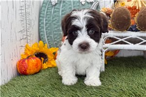 River - puppy for sale