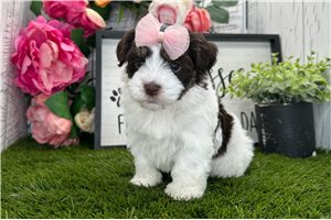 Eleanor - puppy for sale