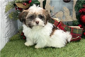 Ida - puppy for sale