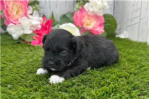 Kade - puppy for sale
