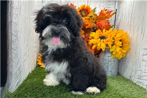 Vivienne - Havanese, placed in South Bend / Michiana