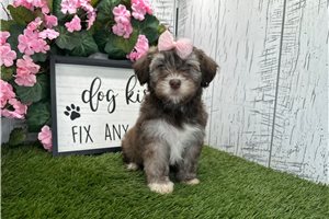 Sarah - Havanese for sale