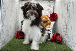 Ethan - Havanese for sale