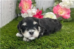 Kinsley - Havanese for sale