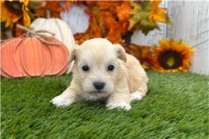 Mage - Havanese for sale