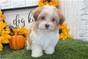 Lucy - puppy for sale