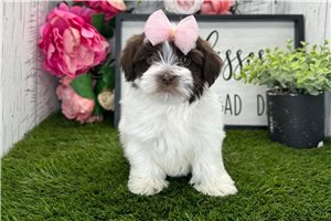 Zena - puppy for sale