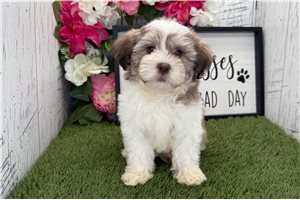 Kurt - Havanese for sale