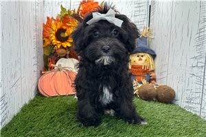 Hadley - Havanese for sale