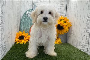 Dusty - Havanese for sale