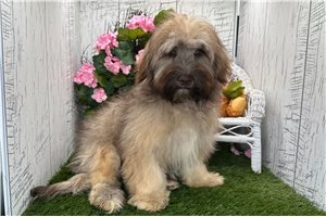 Legend - Havanese for sale