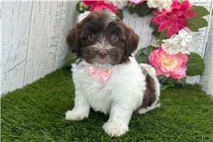 Karter - Havanese for sale