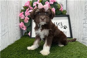 Kimball - Havanese for sale