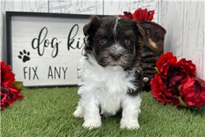 Christopher - Havanese for sale