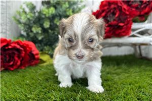 Charles - puppy for sale