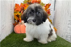 Veronica - Havanese for sale