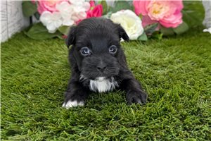 Khloe - puppy for sale