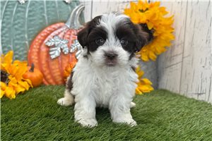 Rosalee - Havanese for sale