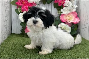 Kairo - Havanese for sale